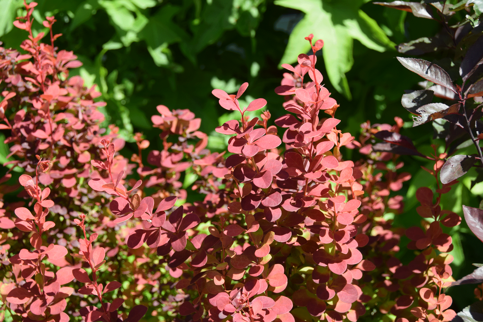 Berberis thunbergii Orange Rocket - Berberitze