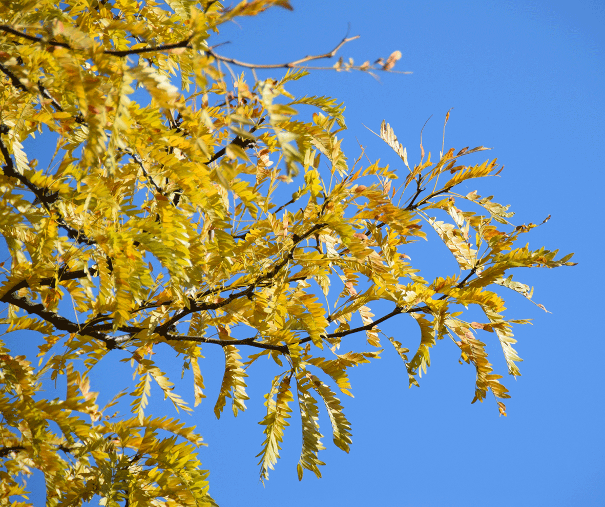Gleditsia triacanthos - Lederhülsenbaum